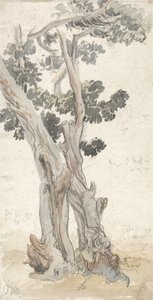 Estudio de un árbol de James Ward